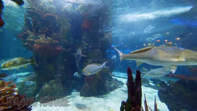 Study Music - Incredible 4K Aquarium relaxation loop 60 FPS смотреть онлайн