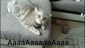 Толстый кот злодей - Самый злой кот в мире - озвучка котов