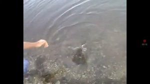 Рыбалка сом на озере кенон.