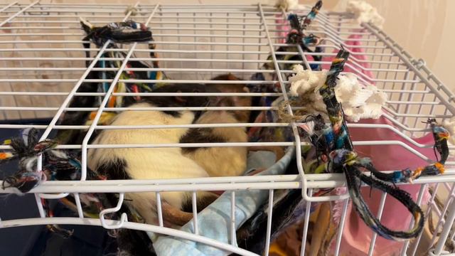 Крысы дружные животные. Один гамак на всех смотреть онлайн