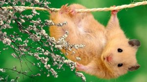 Хомяк пищит ЗВУК / Писк хомяка / Звук хомяка / Hamster SOUND / Hamster FX / Hamster squeaks