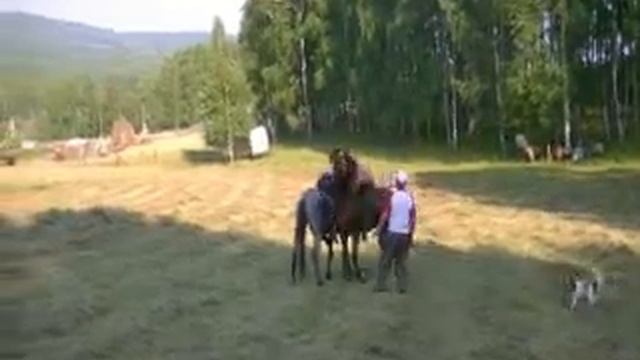 Борьба верхом на лошадях смотреть онлайн