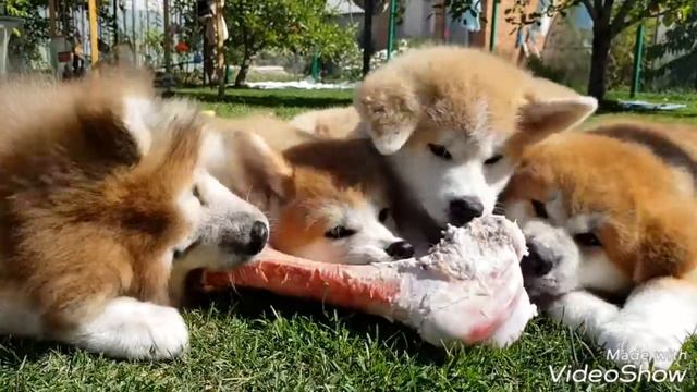 Акита ину Волгоград ПОСЛУШНЫЕ И ДРУЖНЫЕ МЫ РЕБЯТА смотреть онлайн