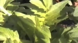 Валериана - свойства, применение, рецепты