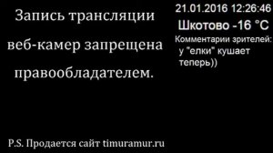 Тигр Амур и козел Тимур 21 января 2016 Трансляция веб-камер для слепых людей