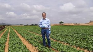 Momentos BASF: Tratamiento para Botrytis y Esclerotinia en lechuga