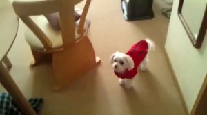 TOP_10_dog_barking_videos_compilation_2016__Dog_barking_soun