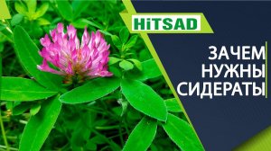 Зачем нужны сидераты на самом деле