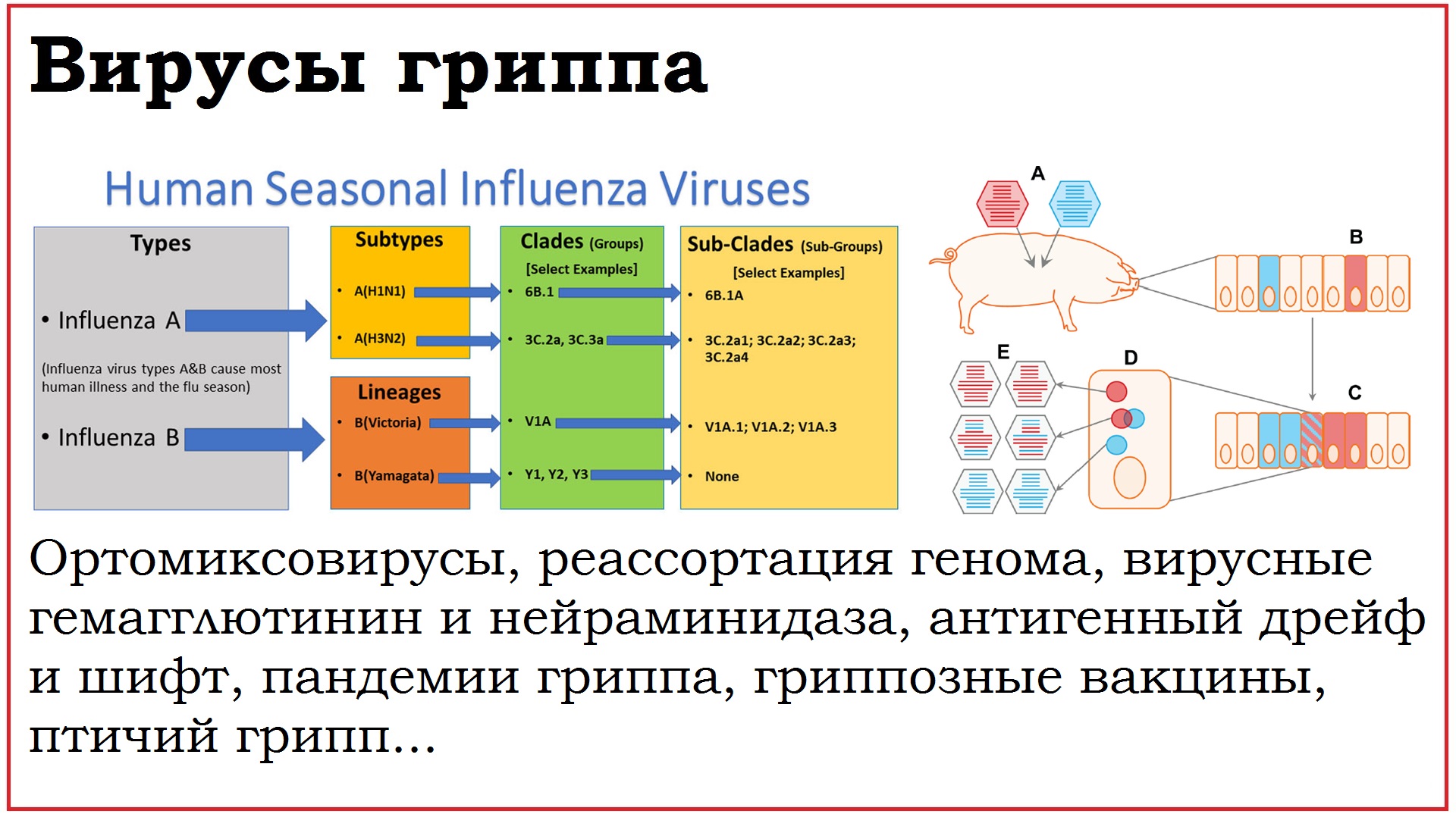 48. Клинически значимые вирусы семейства Orthomyxoviridae