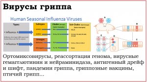 48. Клинически значимые вирусы семейства Orthomyxoviridae