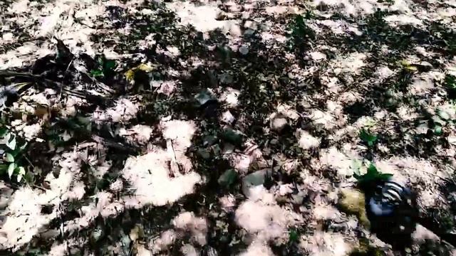 Прогулка в лесу. Большая черепаха. смотреть онлайн