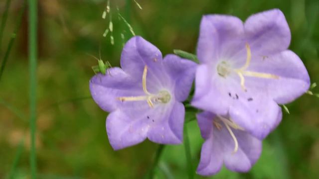 Campanula sp. / Glockenblume / Bellflower смотреть онлайн