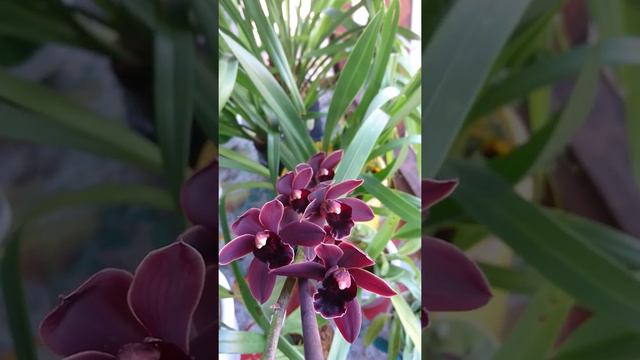 Cymbidium Cali Night ´Geyserland`