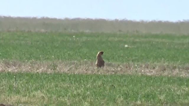 Охота на сурка в Казахстане 2021 смотреть онлайн