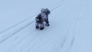 Русский охотничий спаниель