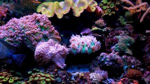 Top 20 Nitrate & Phosphate Mistakes You're Making Right Now In Your Reef Tank.