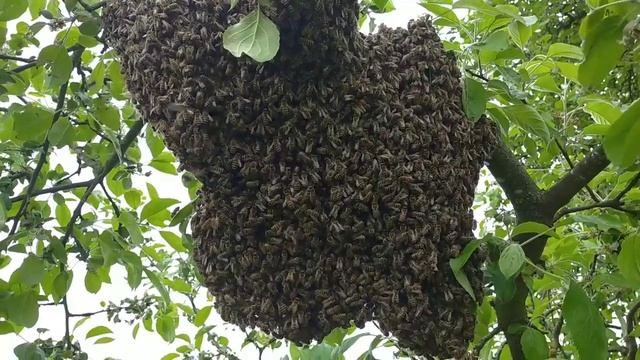 Книга пчелиный рой. Пчелиный Рой. Огромный Рой пчёл. Рой пчел фото. Рой на дереве.