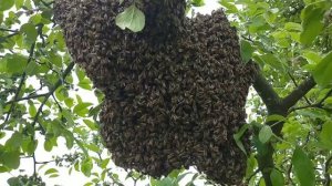 Быстрый огромный рой пчел