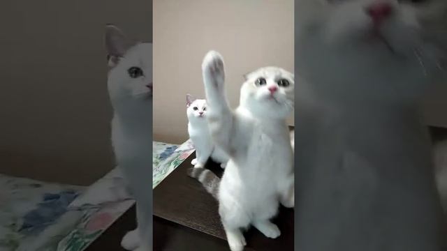 Шотландские котята золотой поинт с белым