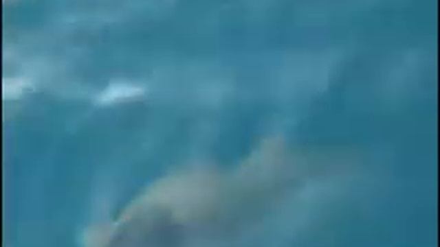 Афалины в Ялте. Большие дельфины. смотреть онлайн