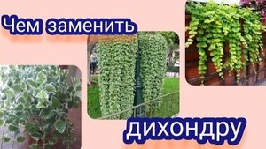 Распрощалась с дихондрой! Какую альтернативу нашла. Самый лёгкие в выращивании ампели для сада