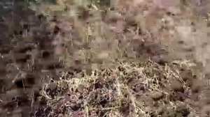 Борона дисковая Барсук 5,6