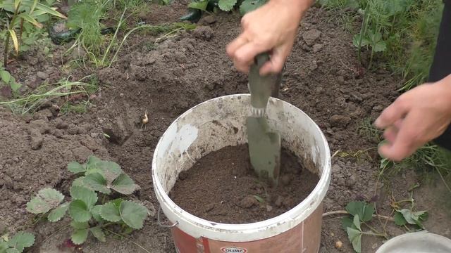 Ирис ? Деление и пересадка смотреть онлайн