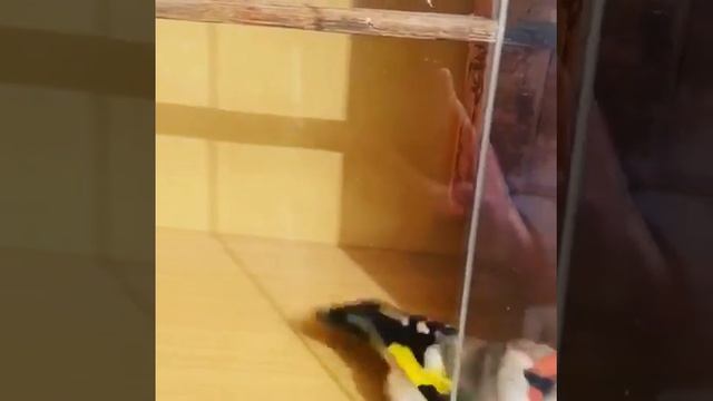 Щегол-метис белобородый / gorge blanche chardonerret / stieglitz / goldfinch / carduelis carduelis смотреть онлайн