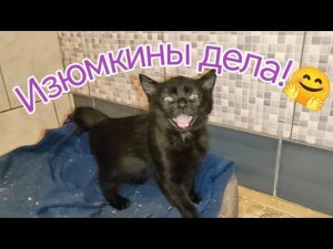 Изюмкины дела становятся все лучше! Верновцы - спасение котёнка Изюмки