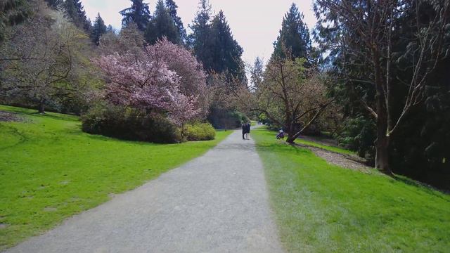 Walking Azalea Way at Washington Park Arboretum | Cherry Blossoms 🌸 | Seattle Walk Tour 2022 🚶