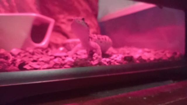 Эублефар пятнистый или Eublepharis Macularius смотреть онлайн