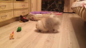 Померанский шпиц