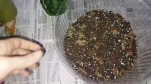 Филодендрон Бурле Макс / Покупка / Пересадка