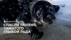 Спасли тюленя, зажатого глыбой льда