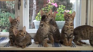 Котята Серенгети - весёлое семейство
