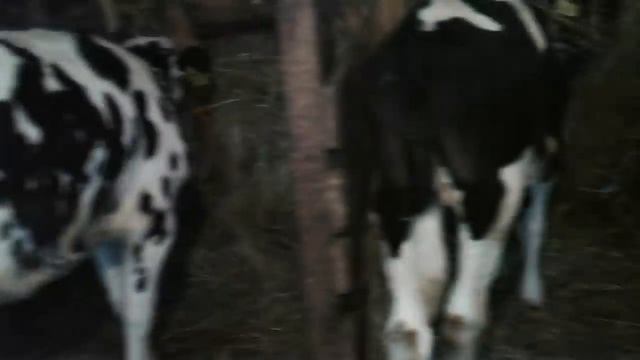 Замерила телочку!Была приятно удивлена!Мои пацаны-голштинцы! смотреть онлайн