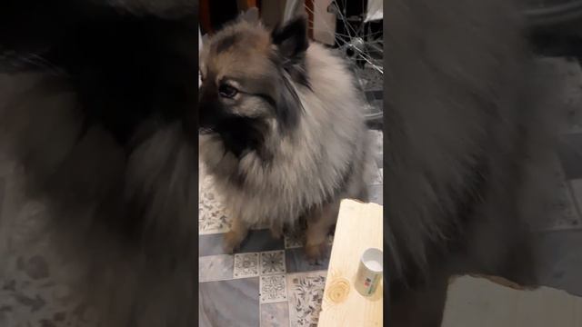 Попрошайка-моё второе имя🐶 #кеесхонд #четвероногиедрузья
