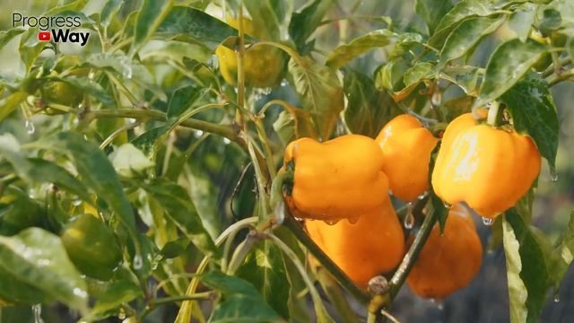 Перец вмиг заплодоносит, пойдёт в рост и позеленеет! Важная подкормка Перца в Июле! смотреть онлайн