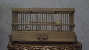 Канарейка Павловский конкурс 2015 - 3 место