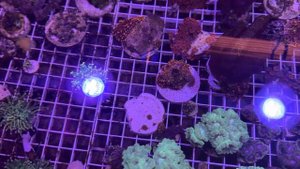 Борьба с нитчатыми водорослями 🌱в морском аквариуме 🐠