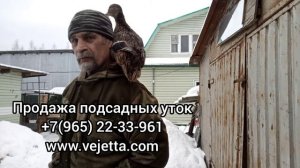 Продажа подсадных уток