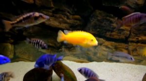 Малавийские цихлиды. Большой аквариум 750 литров./Cichlids malawi utaka.