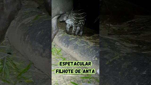 Espetacular filhote de anta #faunabrasileira #pantanal #animaissilvestre #cateto #onça  #onça#anta