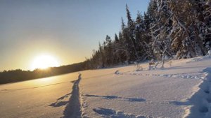 Карельская лайка.