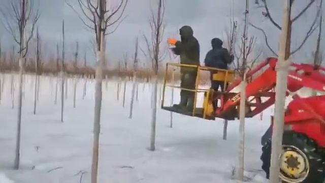 Обрезка аллейных деревьев. Питомник Ярус.