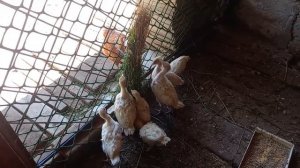 ИНДЮШАТА БИГ 6 Разведение индюков в домашних условиях