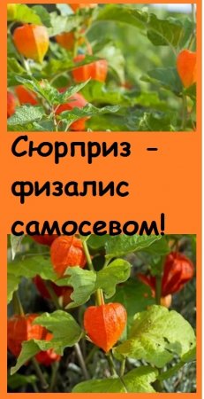 На Урале ФИЗАЛИС ВЫРОС САМОСЕВОМ, так зачем я с марта возилась с рассадой??? #огород #дача