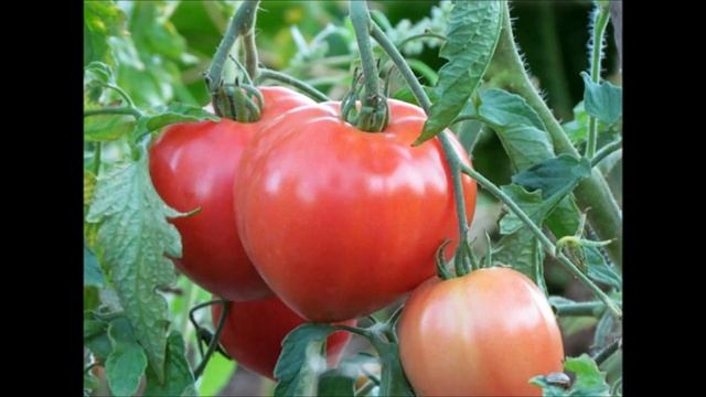 Супер томат Бычье сердце розовый. Обзор сорта . смотреть онлайн