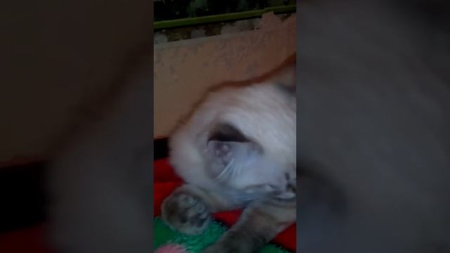 Блохи у кота.Что делать? смотреть онлайн