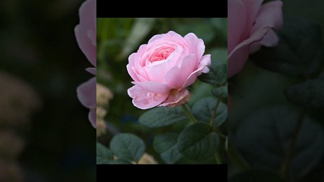 Классное видео для души. Автор:
#дядяколясибиряк